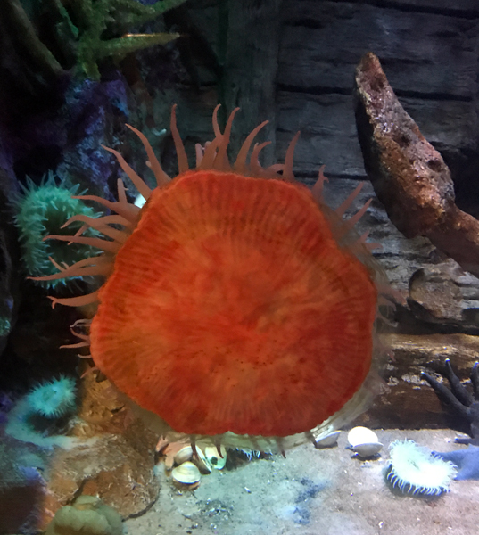 Sea Life Aquarium